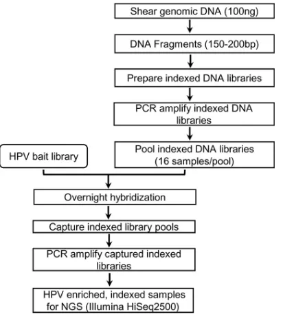 FIG 4 Laboratory workﬂow for HPV genotyping following RNA bait-based target enrichment andwhole-genome sequencing.