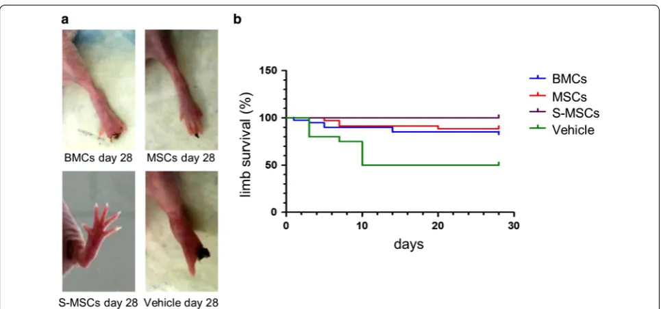 Fig. 6 Limb survival. a S‑MSCs provide complete limb salvage in comparison with MSCs and BMCs