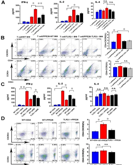 Figure 7: PPE26 induces a Th1-type immune response via TLR2-dependent macrophage activation