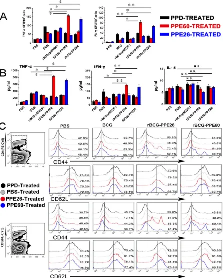 Figure 8: Recombinant BCG expressing PPE26 enhances the Th1-type immune response and induces effector/memory T cell proliferation