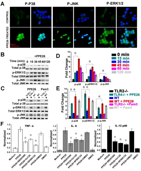 Figure 4: Macrophages activation triggered by PPE26 involves activation of MAPKs signaling