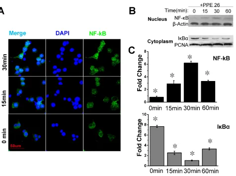 Figure 5: PPE26 affects NF-κB subunits subcellular location. A.. Confocal microscopy examining the translocation of NF-κB subunits to the nucleus induced by PPE26