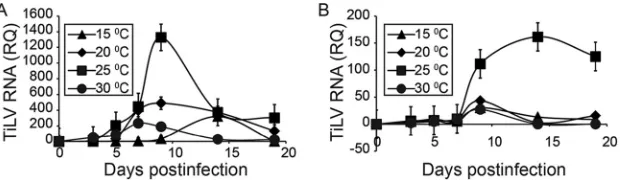 FIG 1 TiLV replication at different temperatures. E-11 (A) and primary brain (B) cultures in 24-well plates�were infected with TiLV and incubated at the indicated temperatures