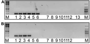 TABLE 2 TiLV detection in clinical specimens by culturing, RT-PCR, and nested RT-PCR
