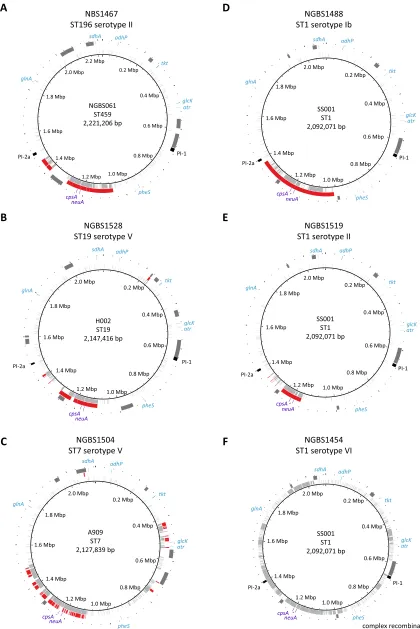 FIG 3 Recombination leading to serotype switching in colonizing group B Streptococcus strains