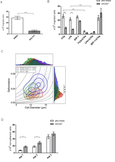 Figure 4: The migration, deformability and adhesion capacity of MV4-11 cells is modulated by CD97 knock down