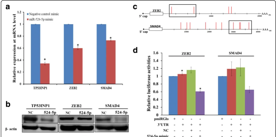 Fig. 6 EMT-related genes ZEB2 and SMAD4 are direct targets of miR-524-5p.c(blank pmiRGlo and 3( a,b Effects of miR-524-5p overexpression on the expression of theEMT-related genes