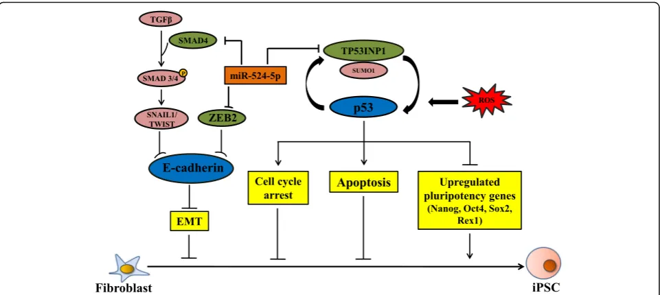 Fig. 7 A proposed scheme of miR-524-5p regulation of the early stage of the reprogramming process [2, 3]