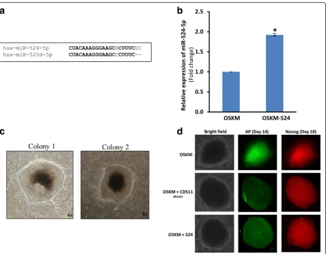 Fig. 1 Overexpression of mir-524 precursor promotes OKSM-driven iPSC generation at the early stage of induction.(AP)-positive colonies on day 14 that co-stained with Nanog on day 18 post-transduction with OSKM only, or OSKM in combination with either theho