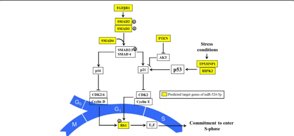 Fig. 2 Predicted miR-524-5p-targeted genes regulate the G1 to S transition phase of the cell cycle