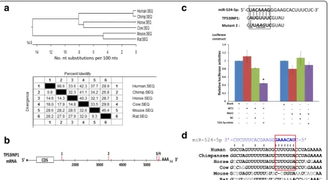 Fig. 4 Direct TP53INP1 targeting by and possible co-evolution with miR-524-5p.are underlined and shown in bold