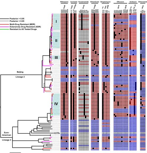 FIG 1 Phylogeny and drug resistance diversity amongusing MrBayes and rooted between the Beijing and Euro-American lineages