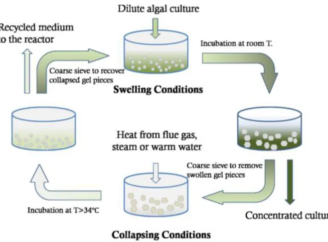Figure 2.  Hydrogel Dewatering (Zhao, 2015) 