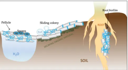 Figure  2.  Schematic  representation  of  the  various  functions  of  TasA  in  Bacillus  subtilis