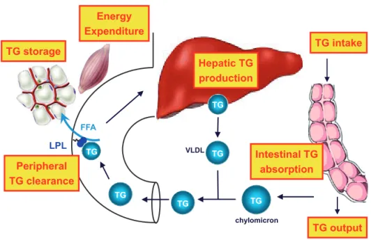Figure 1. Schematic representation of TG-rich lipoprotein metabolism. See text for explanation.