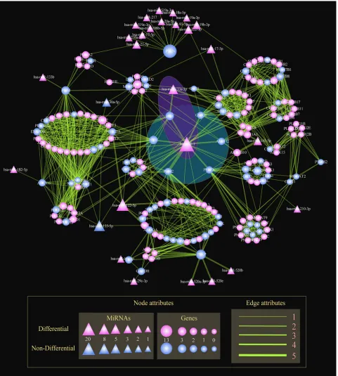 Figure 4: The global regulatory network of miRNAs in STAD. Nodes represent genes or miRNAs within subpathways