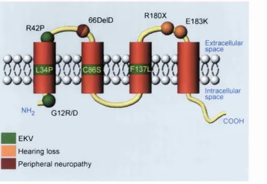 Figure 2. The germline mutations of Cx31 and their associated disorders