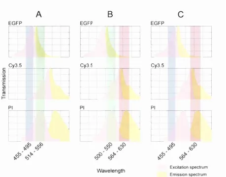 Figure 5. Three-channel fluorescence imaging