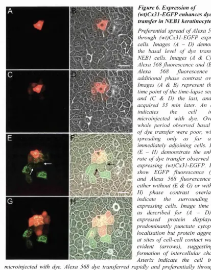 Figure 6, Expression of 
