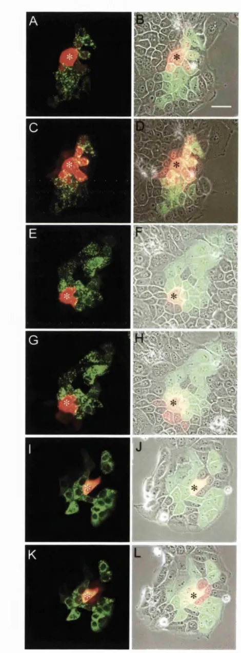 Figure 8. Intercellular dye transfer in NEBl kératinocytes