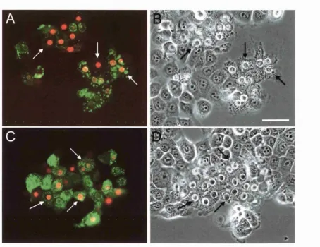 Figure 15. Confirmation of cell death in NEBl cells