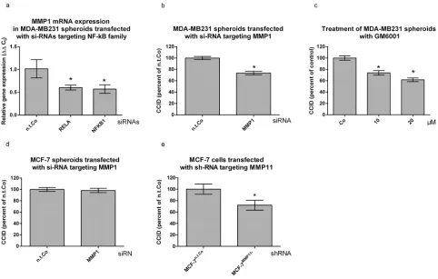 Figure 3: MMP1 expression is stimulated by NF-κB and contributes to CCID formation. a