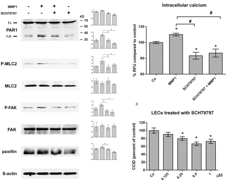 Figure 4: MMP1 induces Ca2+ signalling, and activates migratory proteins and CCIDs in LECs
