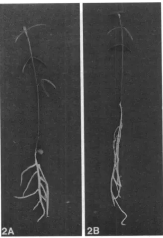 TABLE 2. Influence of the presence of a Sym plasmid on the Tsr phenotype of V. sativa sv nigra