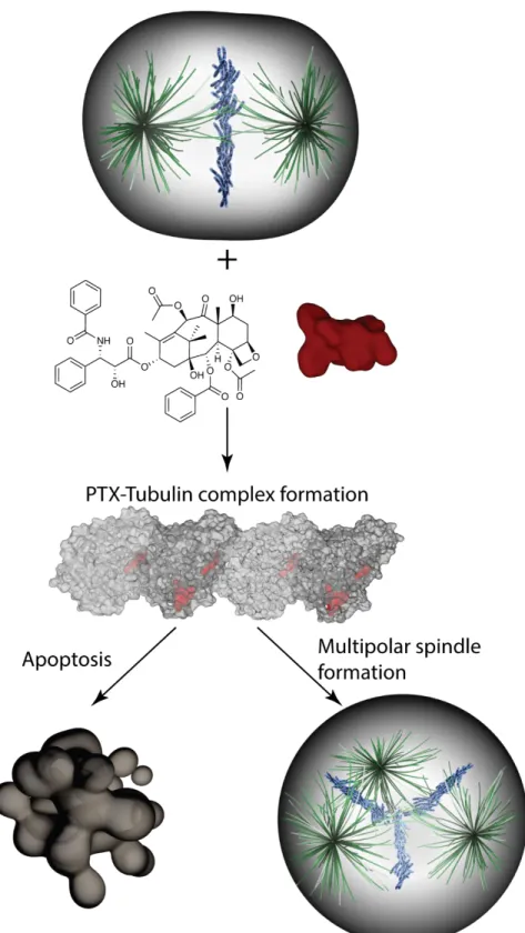 Figure 1.1 MOA of taxane drugs (exemplified with PTX). PTX (chemical structure and red color  coded modeling structure is shown) binds to tubulin (grey for tubulin assembles), and forms  PTX-tubulin complexes