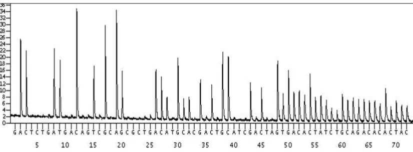 Figure 5Linear signal generation through a 72 nucleotide dispensation Pyrosequencing runends at the 3' end template sequence shown