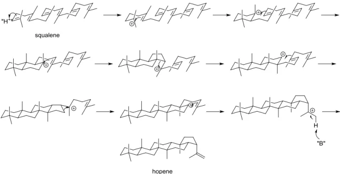 Figure 1.2:  A stepwise illustration of the conversion of squalene to hopene 