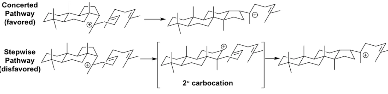 Figure 1.6:  Concerted C ring expansion and D ring formation 