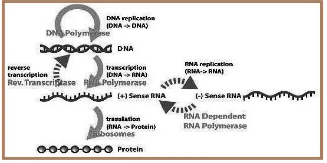 Fig 3. The Central Dogma of Molecular Biology 