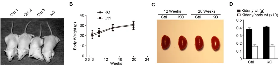 Figure 3: Loss of GSK3β in podocytes results in no noticeable difference in gross appearance of mice