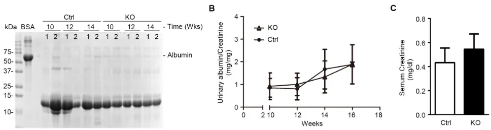 Figure 4: Mice with podocyte-specific deletion of GSK3β have normal kidney physiology