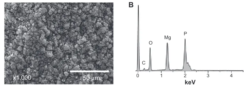 Figure S1 seM measurement of the MgP scaffold incubated in DI water for 20 days (×1,000 magnification) (A) and the corresponding eDs result (B) were presented as a negative control for sBF treatment.Note: No apatite crystals or noticeable ca peak were detected.Abbreviations: DI, deionized; EDS, energy dispersive spectroscopy; MgP, magnesium phosphate; SBF, simulated body fluids; SEM, scanning electron microscope.