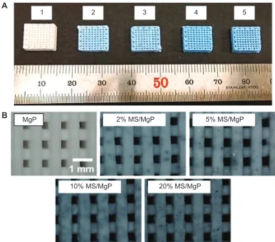 Figure 1 gross images of Ms/MgP composite scaffolds.Notes: gross images of Ms/MgP composite scaffolds (A): (1) MgP, (2) 2% Ms/MgP, (3) 5% Ms/MgP, (4) 10% Ms/MgP, and (5) 20% Ms/MgP