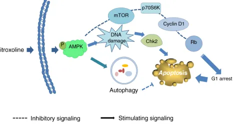 Figure 8: Schematic figure for nitroxoline-mediated signaling pathways on the inhibition of cell proliferation and apoptosis