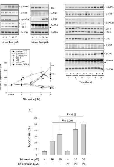Figure 3: Effect of nitroxoline on the expression of several proteins and examination of autophagy-mediated cytoprotective effect
