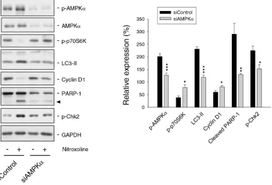 Figure 4: Examination of AMPK-regulated protein expression in PC-3 cells. Both the control and AMPKα knockdown cells were treated with or without nitroxoline (10 μM) for 24 hours