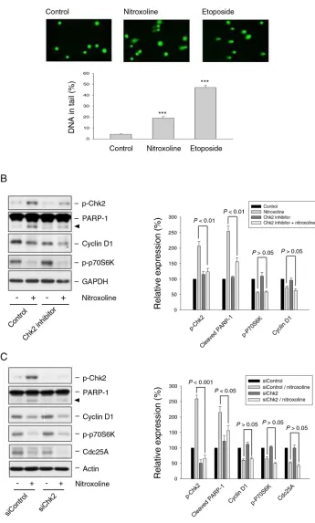 Figure 5: Effect of nitroxoline on DNA damage response and examination of Chk2-mediated protein expression.A