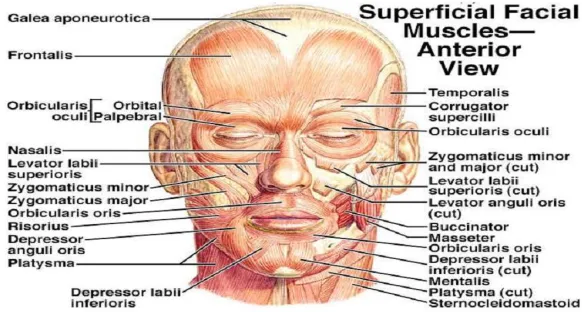 Fig. 1 Muscles of the Face 