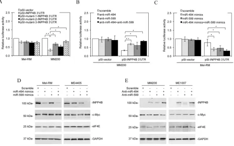 Figure 6: Downregulation of miR-494 and miR-599 contributes to upregulation of INPP4B