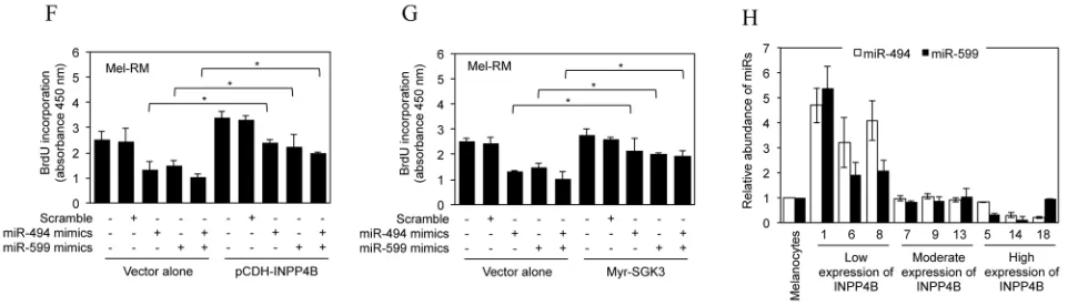 Figure 6: (Continued ) F. Mel-RM cells were co-transfected with scrambled, miR-494 mimics, miR-599 mimics, or miR-494 mimics plus miR-599 mimics oligonucleotides along with the vector alone or cDNA encoding INPP4B (pCDH-INPP4B)