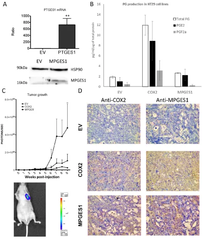Figure 9: mPGES1 overexpression in colon cancer cells. A.total PG levels in supernatants of EV, COX2 and mPGES1 transduced HT29-Luc-D6 cells, quantified by ELISA immunoassay