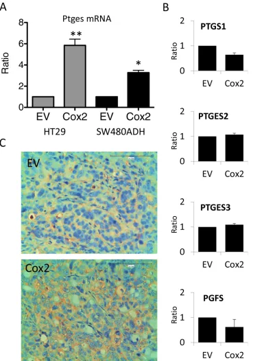 Figure 5: COX2 overexpression induces mPGES1 up-regulation. A. PTGES mRNA levels are higher in HT29-LucD6 or SW480ADH cells overexpressing COX2 comparing to EV cells, as estimated by qRT-PCR