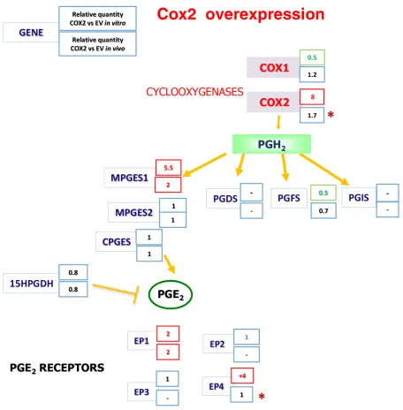 Figure 6: The Cyclooxygenases-PGE2 pathway gene expression analysis after COX2 overexpression