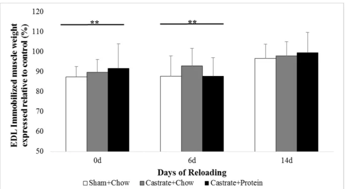 Figure 2. EDL muscle wet weight at baseline (prior to immobilization) and after 0 days, 6 days,  or 14 days of reloading via normal cage ambulation