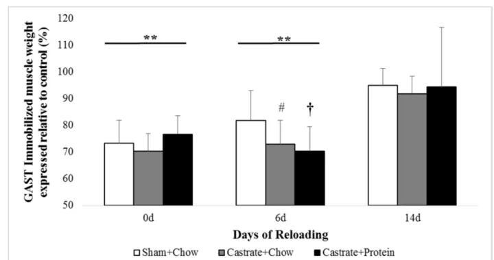 Figure 3. Gastrocnemius (GAST) muscle wet weight at baseline (prior to immobilization) and  after 0 days, 6 days, or 14 days of reloading via normal cage ambulation