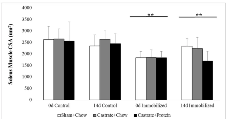 Figure 8. SOL cross-sectional area (CSA) at baseline (prior to immobilization) and after 0 days,  6 days, or 14 days of reloading via normal cage ambulation